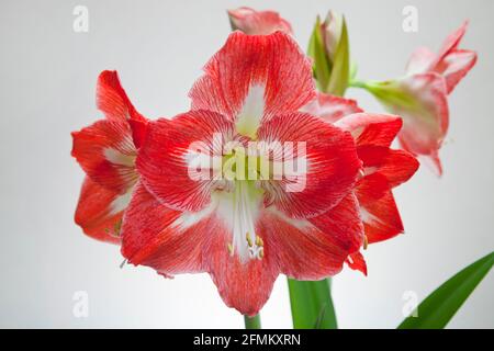 L'étoile de Noël Amaryllis. Vivace tendre et bulbeux avec des feuilles vert foncé en forme de sangle, avec de grandes feuilles en forme d'entonnoir, marquées en blanc, fleurs rouges Banque D'Images