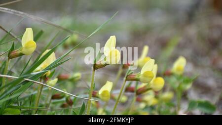 Plante de Lotus maritimus en fleur. Le long de la rivière Cidacos à Munilla, la Rioja, Espagne. Banque D'Images