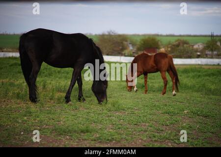 Chevaux noirs et bruns mangeant de l'herbe au printemps. Banque D'Images