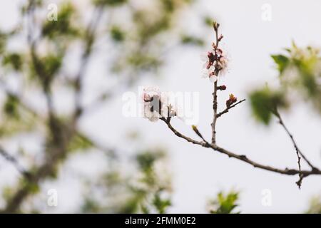 Gros plan branche d'abricot fleuri avec de petites fleurs à l'extérieur le jour du printemps Banque D'Images