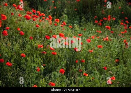 Rouges magnifiques coquelicots sauvages dans les champs en été heure Banque D'Images