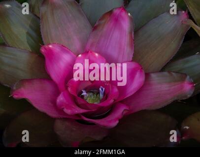 Gros plan Neorelia rose Bromeliad, maison facile d'entretien. Center est devenu rose choquant quand il est arrivé à maturité. Ses petites fleurs qui poussent à l'intérieur de l'urne. Banque D'Images