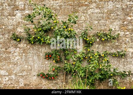 L'espalier pommier formés sur mur de pierre élevé au 18e siècle Amisfield jardin clos, Haddington, East Lothian, Scotland, UK Banque D'Images