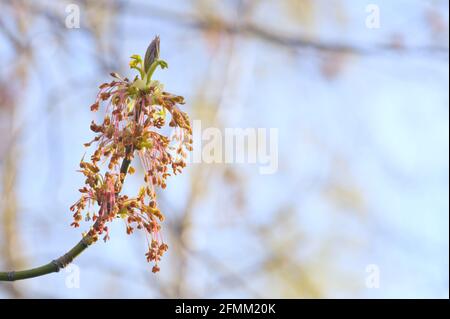 Boîte aîné (Acer negundo) avec germe de fleur étaminée. Mise au point sélective et faible profondeur de champ. Banque D'Images