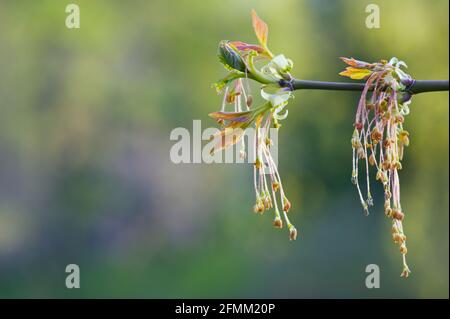 Boîte aîné (Acer negundo) avec germe de fleur étaminée. Mise au point sélective et faible profondeur de champ. Banque D'Images