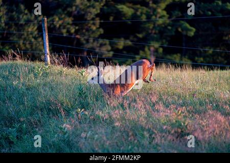 Un cerf de Virginie traverse une clôture en fin d'après-midi le mardi 4 août 2020 dans le comté de Waushara, Wisconsin. Banque D'Images