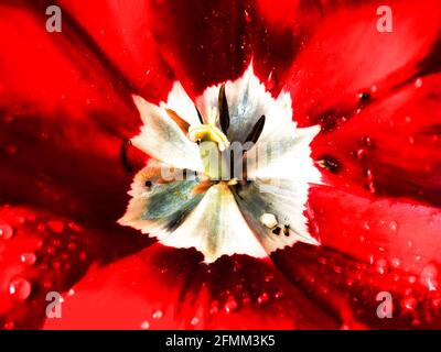 Gros plan d'une tulipe rouge après une douche à effet pluie Banque D'Images