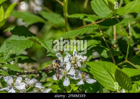 Une abeille s'affairant à recueillir du pollen sur une fleur blanche un blackberry buisson lors d'une journée ensoleillée au printemps Banque D'Images