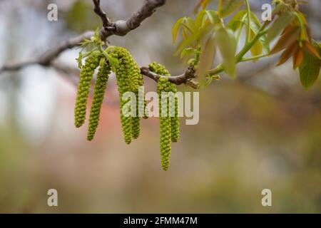 Arbre en noyer fleuri avec boucles d'oreilles suspendues. Noyer fleuri. Banque D'Images