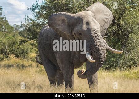 Puissant éléphant d'Afrique tête de taureau secouant et fausse charge, Parc national Kruger. Banque D'Images