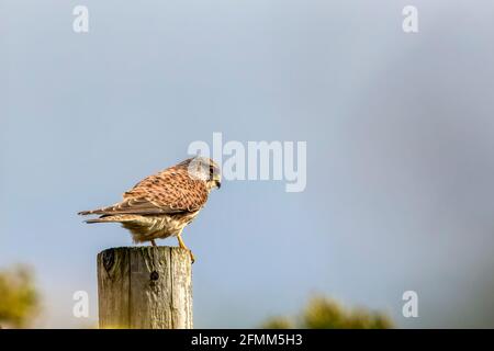 La femelle kestrel, Falco tinnunculus, perchée au sommet d'un poteau télégraphique à Norfolk. Banque D'Images