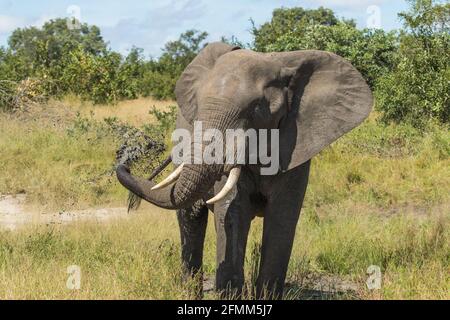 Beau taureau d'éléphant d'Afrique pulvérisant de la boue sur lui depuis un petit trou d'eau dans le paysage vert du parc national Kruger. Banque D'Images