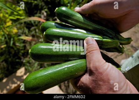 Zucchini frais cultivé dans un jardin du comté de Waushara, Wisconsin. Banque D'Images