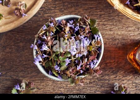 Ivée de terre fraîche en fleurs - plante sauvage comestible, dans un bol Banque D'Images