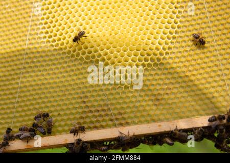 Cadre de couvain avec les abeilles ouvrières dessinant un nouveau nid d'abeille Banque D'Images