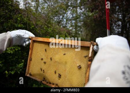 Cadre de couvain avec les abeilles ouvrières dessinant un nouveau nid d'abeille Banque D'Images
