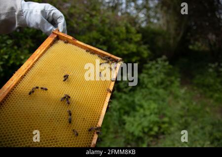 Cadre de couvain avec un nouveau peigne et des abeilles ouvrières Banque D'Images