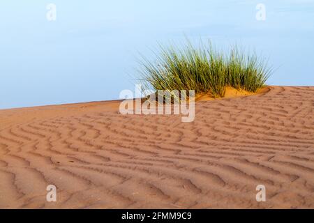 Dunes de Wahiba Sands Sharqiya Sands , Oman Banque D'Images