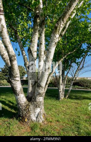 Arbre de bouleau en papier Betula papyrifera jardin Banque D'Images