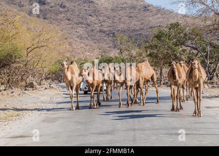 Chameaux sur une route à Wadi Dharbat près de Salalah, Oman Banque D'Images