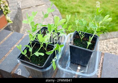 Semis de pois sucrés en pots en attente de plantation, printemps 2021 Banque D'Images