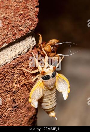 Brood X cicada a émergé de son exosquelette, vue complète. Banque D'Images