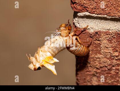 Brood X cicada dans le processus de sortir de son exosquelette, vue latérale. Banque D'Images