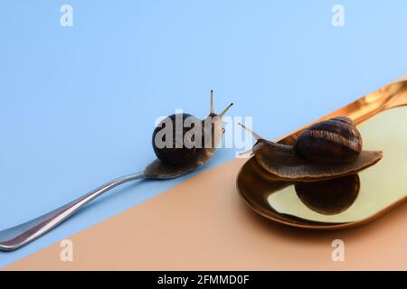 Deux escargots. Un escargot sur une fourchette et sur une plaque métallique. Copier l'espace pour le texte Banque D'Images