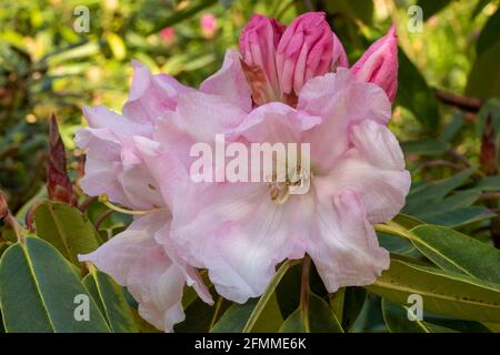 Impressionnant Rhododendron loderi – Vénus fleurit en gros plan, portrait naturel des plantes Banque D'Images