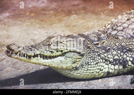 Gros plan crocodile. Alligator Banque D'Images