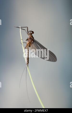 Gros plan d'une mouche sur l'herbe. Banque D'Images