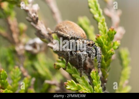 Araignée sauteuse, Evarcha falcata sur la bruyère, photo macro Banque D'Images