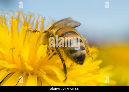 Abeille européenne, APIS mellifera pollinisant sur le pissenlit Banque D'Images
