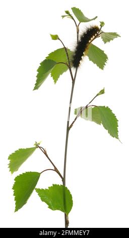 Gros plan d'un papillon de tigre de jardin, Arctia caja larva sur une branche de bouleau isolée sur fond blanc Banque D'Images