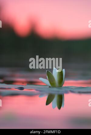 Nénuphars blancs européens, Nymphaea alba au coucher du soleil sur un lac calme Banque D'Images