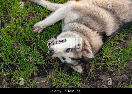 Chien malamute couché sur l'herbe avec un look content. Banque D'Images