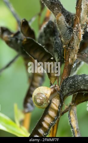 Escargot à bandes de jardin, Escargot Cepaea hortensis, sur une plante de lupin sursoufflée Banque D'Images
