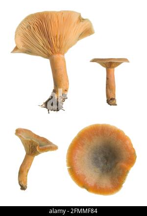 Collection de fausse laque de safran, Lactarius deterrimus isolé sur fond blanc Banque D'Images