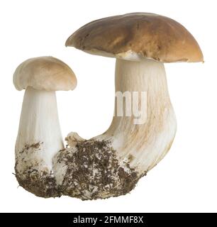 Le grand boléte, Boletus edulis isolé sur fond blanc Banque D'Images