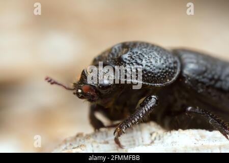 Coléoptère mâle de rhinocéros, Sinodendron cylindricum sur bois Banque D'Images