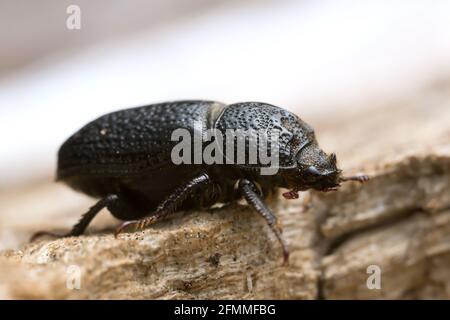 Coléoptère mâle de rhinocéros, Sinodendron cylindricum sur bois Banque D'Images