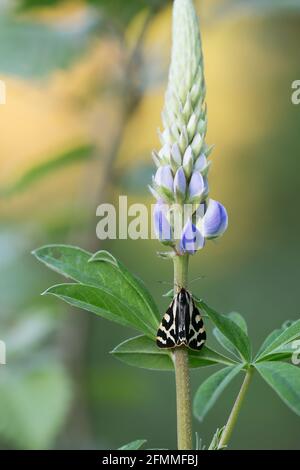 Tigre de bois, Parasémie plantaginis reposant sur le lupin Banque D'Images