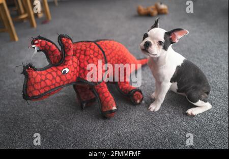 Mignon Boston Terrier chiot assis indour sur le tapis à côté d'un jouet de dinosaure rouge bourré. Banque D'Images