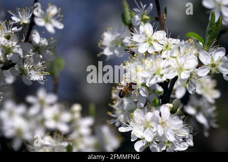 Gros plan d'une abeille sur des fleurs de damson au printemps Banque D'Images