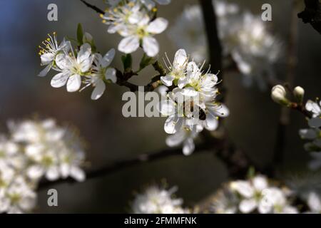 Gros plan d'une abeille sur des fleurs de damson au printemps Banque D'Images