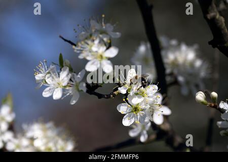 Gros plan d'une abeille sur des fleurs de damson au printemps Banque D'Images
