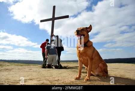 Porter une croix en bois sur Cam Peak le Vendredi Saint avant le dimanche de Pâques dans une promenade de témoin, Gloucestershire Banque D'Images