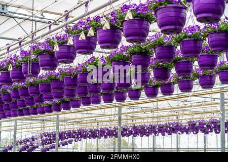 Horticulture, pots de fleurs, ce que l'on appelle petunia-ampels, poussent dans une serre, sous le toit de verre, jusqu'à ce qu'ils aient le bon stade de croissance pour r Banque D'Images