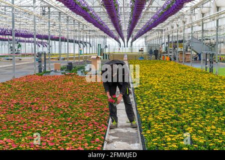 Entreprise horticole, pots de fleurs, ainsi appelé Petunia Ampeln, poussent dans une serre, sous le toit de verre, jusqu'à ce qu'ils aient le bon stade de croissance pour r Banque D'Images