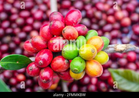 Gros plan de nombreux fruits du café récoltés Banque D'Images